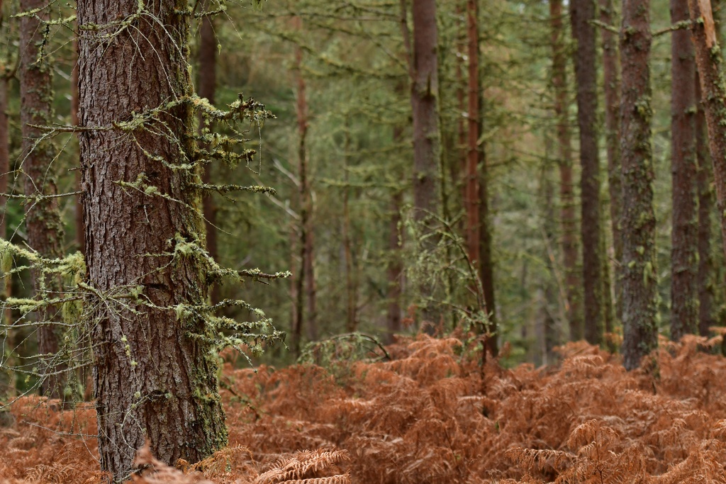 2018-11 Scotland/Foyers/DSC_7590.JPG